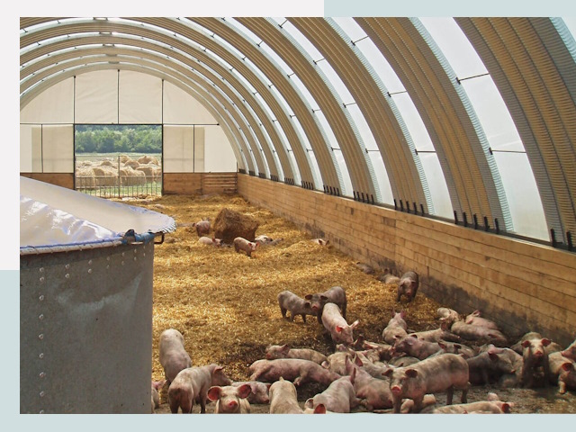 Строительство свинарников в Дюртюли